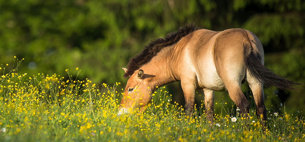 Przewalski-Pferd