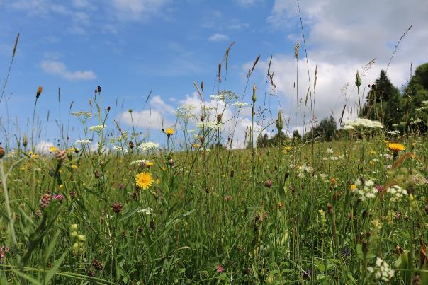 Das Bild zeigt eine blühende Wiese