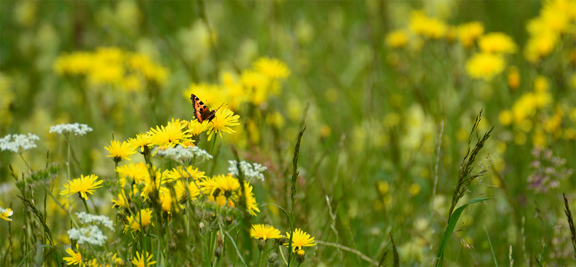 Schnetterling auf Blume