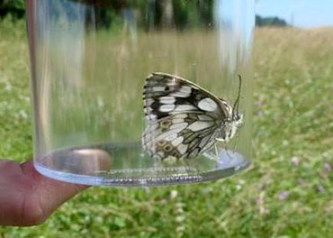 Schmetterling im Fangglas