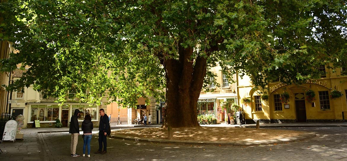 Großer Stadtbaum, dessen Krone einen innerstädtischen Platz beschattet.