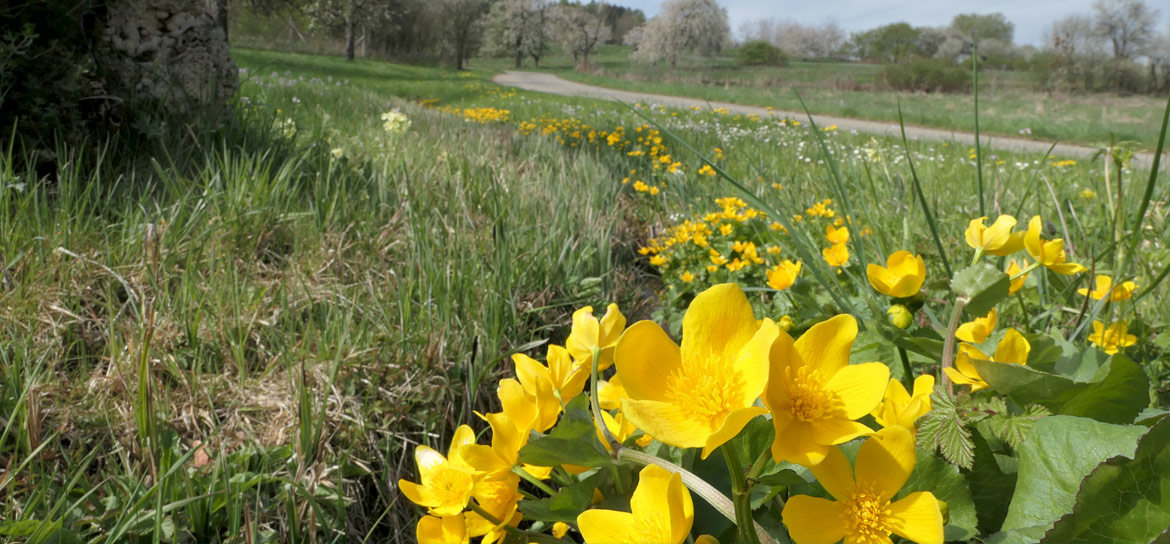 Das Bild zeigt eine Sumpfdotterblume am Wegesrand